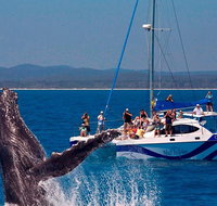 Blue Dolphin Exclusive Whale Watch Encounters - Accommodation Redcliffe