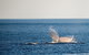 Whale Watching Ocean Tour - thumb 0