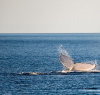 Whale Watching Ocean Tour - Accommodation Redcliffe