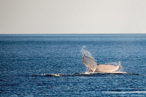 Whale Watching Ocean Tour - Accommodation Redcliffe 0