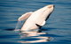 Whale Watching Ocean Tour - thumb 1