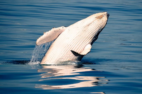 Whale Watching Ocean Tour - Accommodation Redcliffe 1