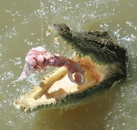 Darwin Jumping Crocodiles Cruise on Adelaide River - Accommodation Redcliffe