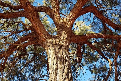 Mount Conner 4WD Small Group Tour From Ayers Rock Including Dinner - Accommodation Redcliffe 4