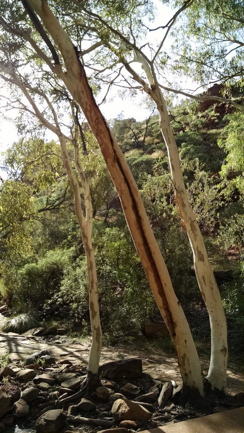 3-Day Tour From Uluru (Ayers Rock) To Alice Springs Via Kings Canyon - Accommodation Redcliffe 5