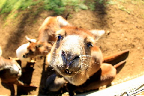 All-Inclusive Blue Mountains Day Trip With River Cruise - Accommodation Redcliffe 1