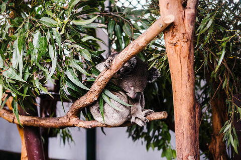 All-Inclusive Blue Mountains Day Trip With River Cruise - Accommodation Redcliffe 14