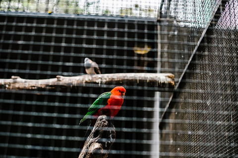 All-Inclusive Blue Mountains Day Trip With River Cruise - Accommodation Redcliffe 17