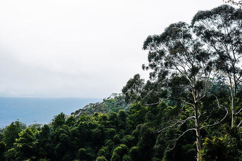 All-Inclusive Blue Mountains Day Trip With River Cruise - Accommodation Redcliffe 18