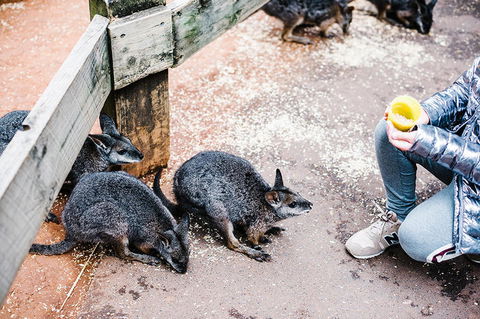 All-Inclusive Blue Mountains Day Trip With River Cruise - Accommodation Redcliffe 15