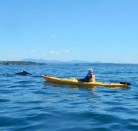 Whale Watching by Sea Kayak in Batemans Bay - Accommodation Redcliffe