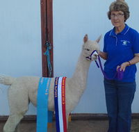 Marchmont Park Alpacas - Accommodation Redcliffe