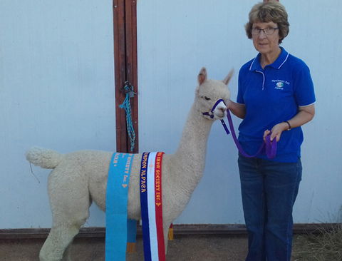 Marchmont Park Alpacas - Accommodation Redcliffe 0