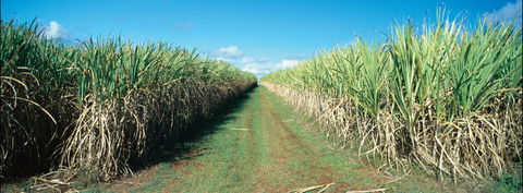 Avondale - Accommodation Redcliffe 2