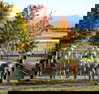 Blackwattle Alpaca Farm - Accommodation Redcliffe