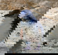 Granite Island Nature Park - Guided Penguin Tours - Accommodation Redcliffe