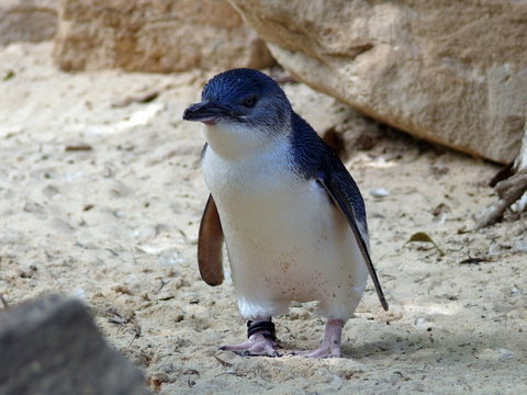 Granite Island Nature Park - Guided Penguin Tours - Accommodation Redcliffe 0
