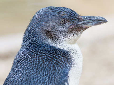 Granite Island Nature Park - Guided Penguin Tours - Accommodation Redcliffe 1