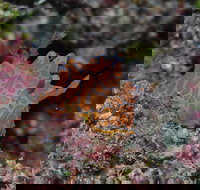 Pelorus and Orpheus Islands