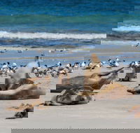 Seal Bay - Accommodation Redcliffe