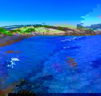 Snorkelling Montague Island