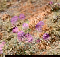 Walpa Gorge walk - Accommodation Redcliffe