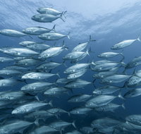 Egg Rock Dive Site