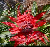 Inverawe Native Gardens - Accommodation Redcliffe