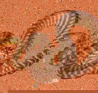 Red Desert Reptiles - Accommodation Redcliffe