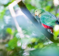 Satinbird Stroll - Accommodation Redcliffe