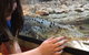 Canberra Reptile Zoo - thumb 0