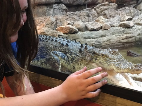 Canberra Reptile Zoo - Accommodation Redcliffe 0