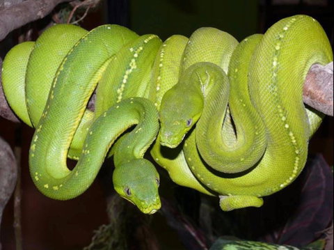 Canberra Reptile Zoo - Accommodation Redcliffe 1