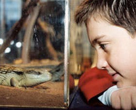 Canberra Reptile Zoo - Accommodation Redcliffe 2