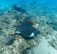 Child Island Dive Site