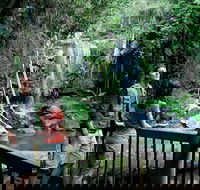 Curtis Falls track Tamborine National Park - Accommodation Redcliffe