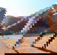 Kuniya walk to Mutitjulu Waterhole - Accommodation Redcliffe