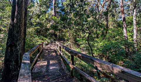 Dawson River Walking Track - Accommodation Redcliffe 0