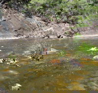 Mount Boss State Forest - Accommodation Redcliffe