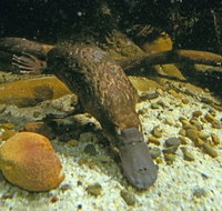 Platypus Pool