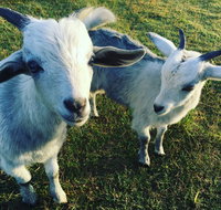 Splitters Farm - Accommodation Redcliffe