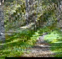 Stoodley Forest Walk and Arboretum - Accommodation Redcliffe