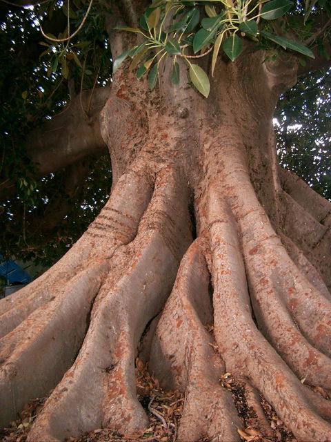 The Big Fig Tree - Accommodation Redcliffe 0
