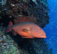 Anchor Bommie Dive Site - Accommodation Redcliffe