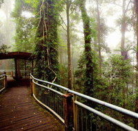 Dorrigo National Park - Accommodation Redcliffe