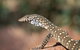 East MacDonnell Ranges - thumb 1