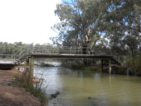 Junction Island Nature Reserve, Canoe Tree And Walking Track - Accommodation Redcliffe 0
