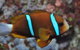Nursery Reef - thumb 0