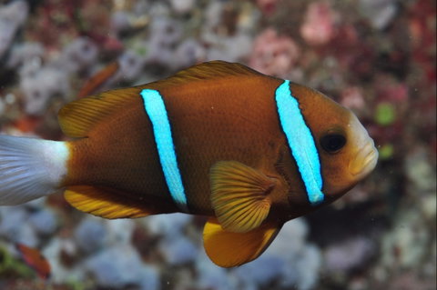 Nursery Reef - Accommodation Redcliffe 0