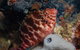Nursery Reef - thumb 1